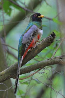 Elegant Trogon