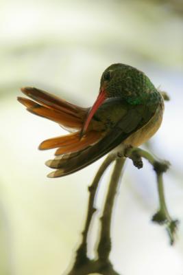 Buff-bellied Hummingbird