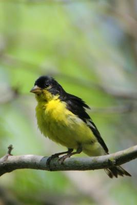 Lesser Goldfinch