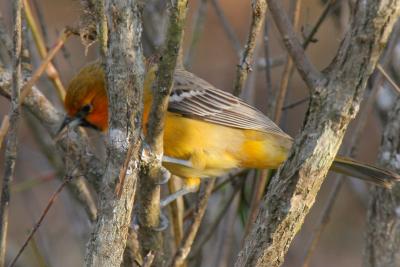 Streak-backed Oriole