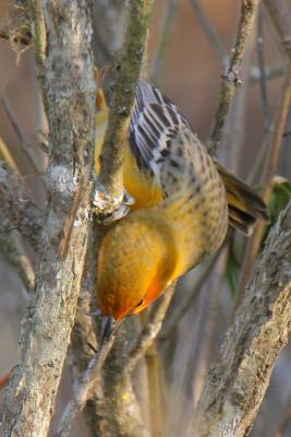 Streak-backed Oriole