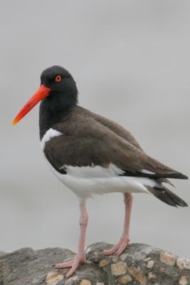 American Oystercatcher