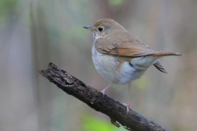 Hermit Thrush