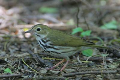 Ovenbird