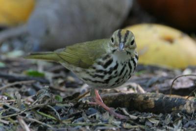 Ovenbird