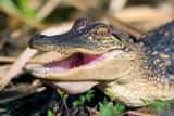 American Alligator