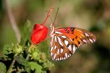 Gulf Fritillary