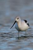 American avocet