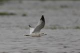 Ring-billed Gull