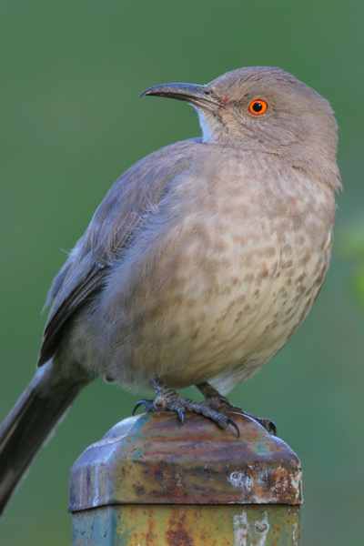 Curve-billed Thrasher