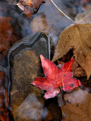 Maple Leaf and Rock