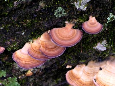 Turkey Tail fungi 01