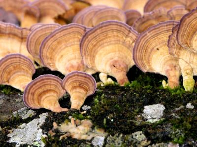 Turkey Tail fungi 02