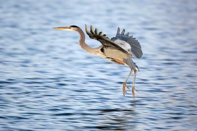 Heron