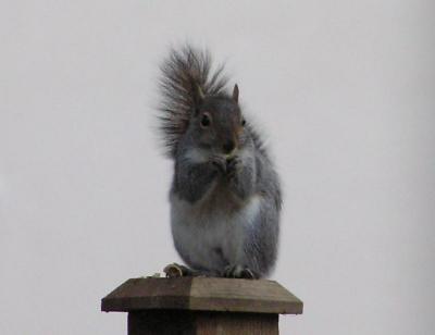 So many acorns, so little time