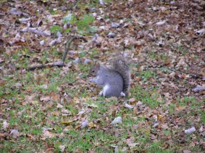 Acorn Guzzler