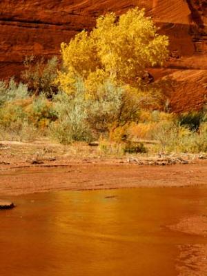 Gold in Canyon de Chelly