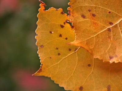 Cottonwood Leaf, Canyon de Chelly