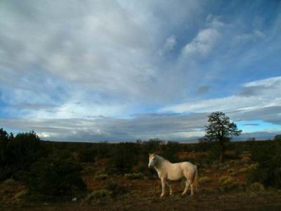 Horse near Canyon de Chelly