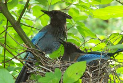 Jays at the Ahwahnee Hotel