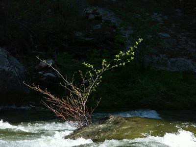 Along the South Fork of the Merced,  Wawona (Yosemite)