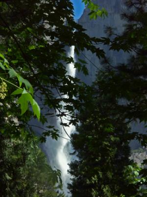 Waterfall through the Trees