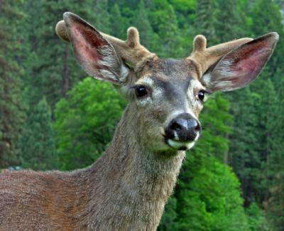 In Stoneman Meadow