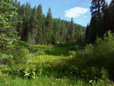 Quaking Aspen Meadow