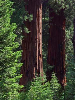 Sequoia Trees at the Freeman Grove