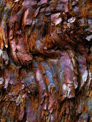 Sequoia Bark