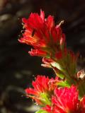 Indian Paintbrush with Hanger-On