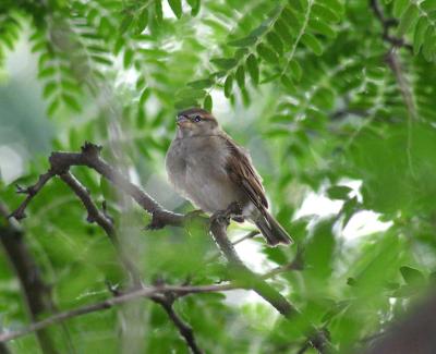 Bird1.jpg