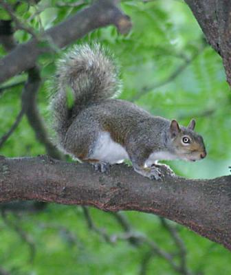Squirrel1.jpg