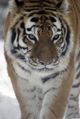 Bronx Zoo in winter