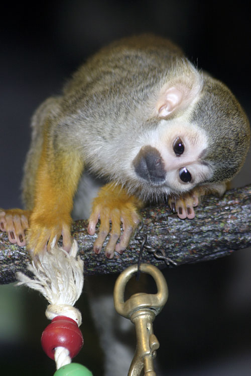 Bronx Zoo in Winter