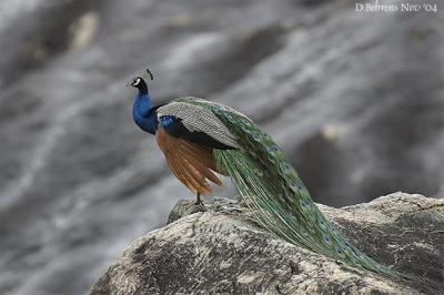 Indian Peafowl.jpg