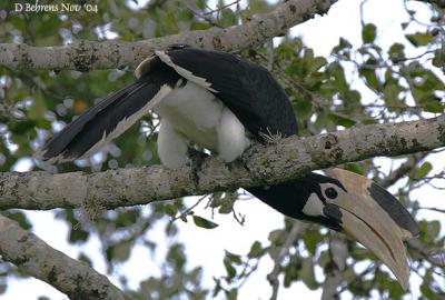 Malabar Pied Hornbill.jpg