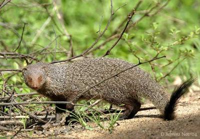 Grey Mongoose.jpg