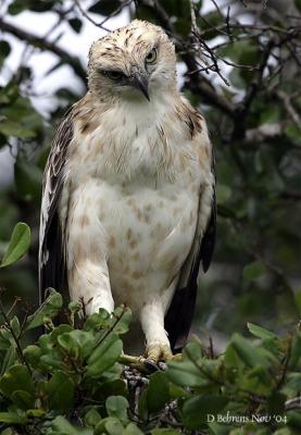 u49/dbehrens/medium/36597412.ChangeableHawkEaglejuv.jpg