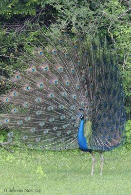 Indian Peafowl strutting.jpg