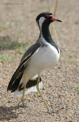 u49/dbehrens/medium/36597613.RedwattledLapwing.jpg