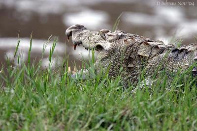 Marsh Crocodile2.jpg