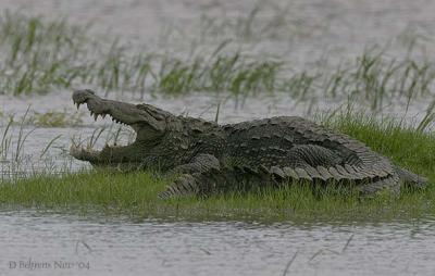 Marsh Crocodile.jpg