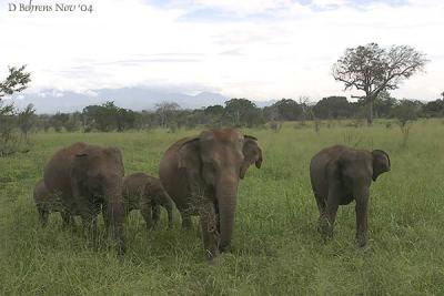 Udawalawe Elephants.jpg