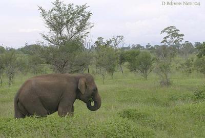 Udawalawe Elephant.jpg
