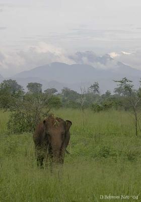 Udawalawe Elephant2.jpg