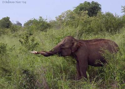 Mad mama elephant pulling tree.jpg