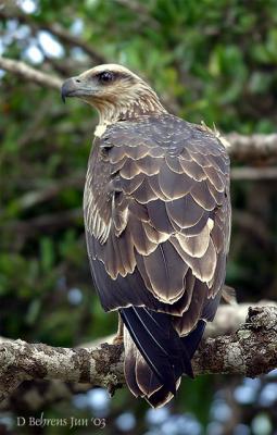 u49/dbehrens/medium/36604165.BootedEagle.jpg