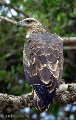 Booted Eagle.jpg