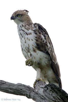 Changable Hawk-Eagle copy.jpg